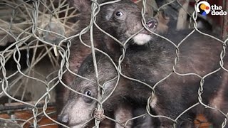 Rescued Moon Bears Were Kept In A Cage As Pets