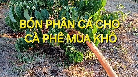 Bón phân Cá cho cà phê mùa khô. MV Nhân Trí.