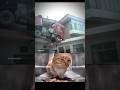 Bro, how? 🗿😂#cat #funny #explore #memes #bombastic #viralvideo #shorts