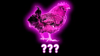 10 Variasi Suara Ayam Berkokok dalam 30 Detik