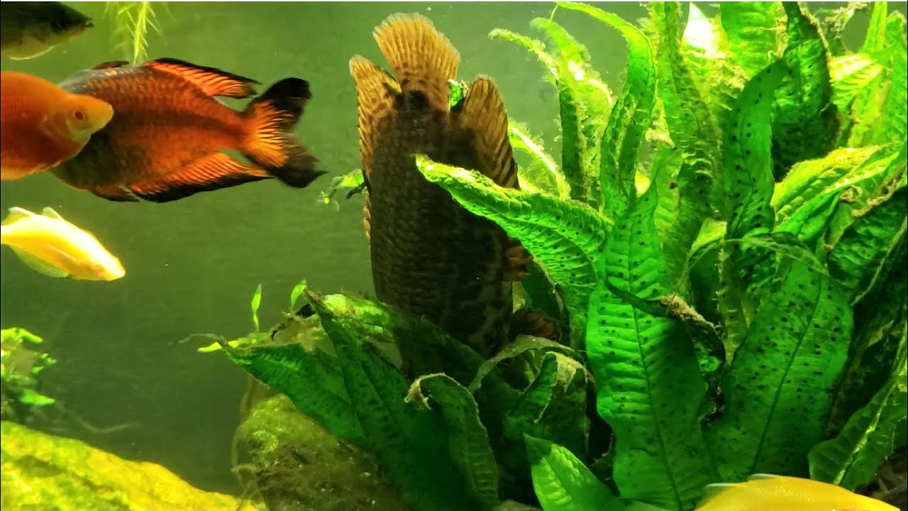 "African Spotted Leaf Fish" Gets A New Tank Mate YouTube