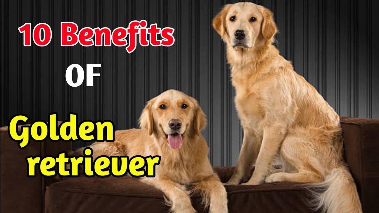 golden retriever original breed price