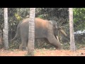 kerala elephant playing 2014@mookkutha