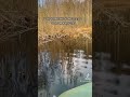 Где ловить щуку на малой реке!#рыбалка#рыбак#весна#топ#щука