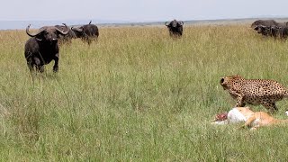 Unlucky cheetah barely gets to eat has to deal with buffalos and hyenas