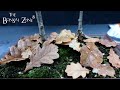 Pyrenean and Holm Oaks, The Bonsai Zone, Dec 2021