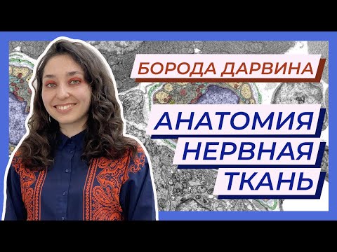 Анатомия. Нервная ткань — ЦТ, ЕГЭ, ЗНО, ЕГЭ