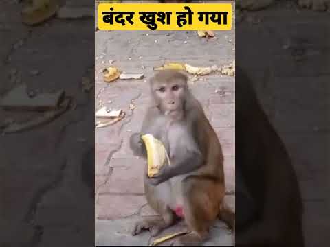 बंदर #shorts #short #shortsfeed #monkey #bandar #hanuman #hanumanji #shortvideos