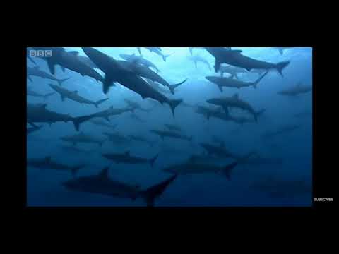 Thousands of sharks