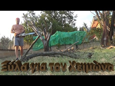 Βίντεο: Πώς να σκάψετε σπορόφυτα οπωροφόρων δέντρων για το χειμώνα