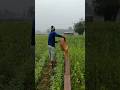 खेत में पानी पटा ना ! #Bhojpurivlog #fieldwork #gaokikheti #Hyped #trendingvlogs #ytshorts #viral