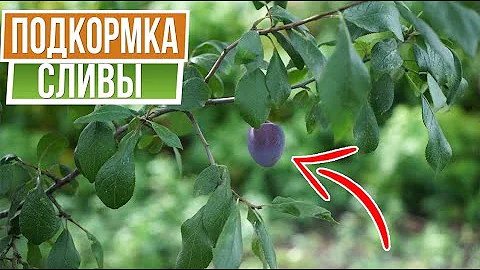 Как я выращиваю очень вкусную сливу  ☘  100% Урожай сливы ☘ Подкормка сливы