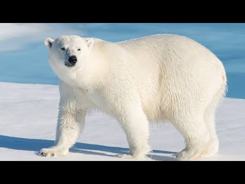 A fiber inspired by polar bears traps heat as well as down feathers do 