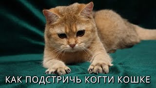 КАК ПОДСТРИЧЬ КОГТИ КОШКЕ ✂ 😻 Полезные советы ➄ КАК ПОДСТРИЧЬ КОГТИ КОШКЕ ✂ 😻 Полезные советы ➄