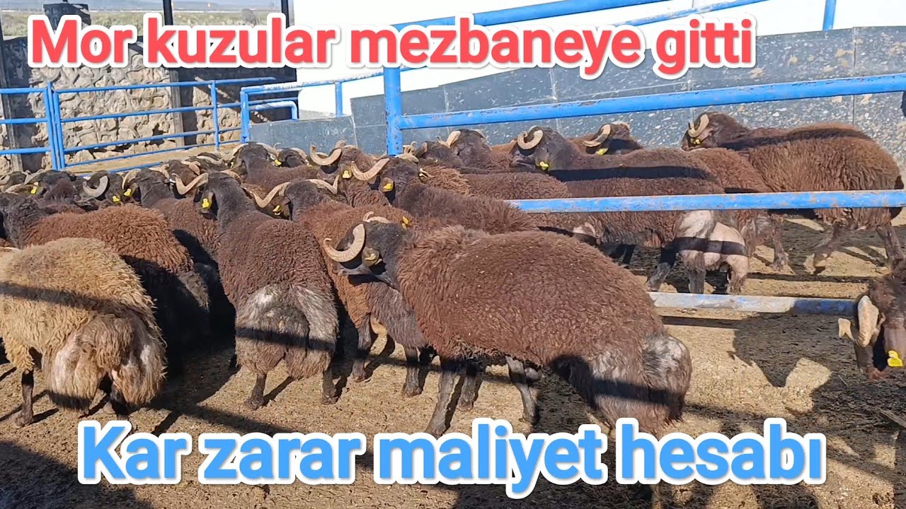 Mor kuzuları mezbaneye gitti.. Kazanç ve maliyet hesabı..