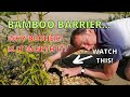 Invasive Bamboo. AMAZING BAMBOO BARRIER. Why Bother? WATCH THIS!