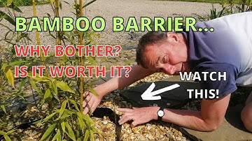 Invasive Bamboo. AMAZING BAMBOO BARRIER. Why Bother? WATCH THIS!