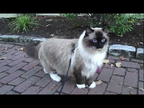 Ugo Chan Ragdoll Cat walking on leash