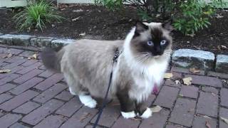 Ugo Chan Ragdoll Cat walking on leash