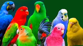 Birds | Birds Chirping | Amazing birds | Beautiful Birds | Relaxing Birds sounds | Stress Relief