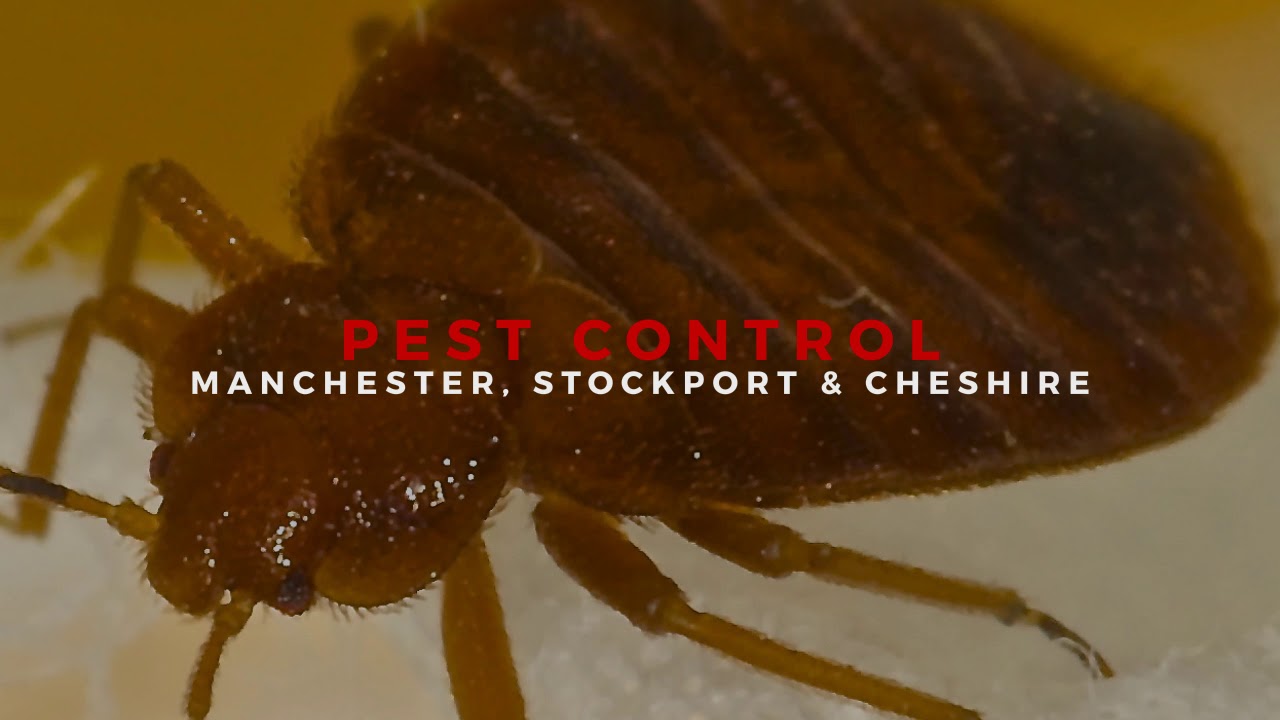 Protec Pest Control Manchester YouTube