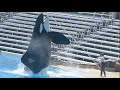 Keet Exercise Session - SeaWorld San Diego - August 28, 2023