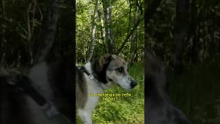 Ветеринар, который спасает жизни #французы #животные #ветврач #собаки #лошади #врач #забота