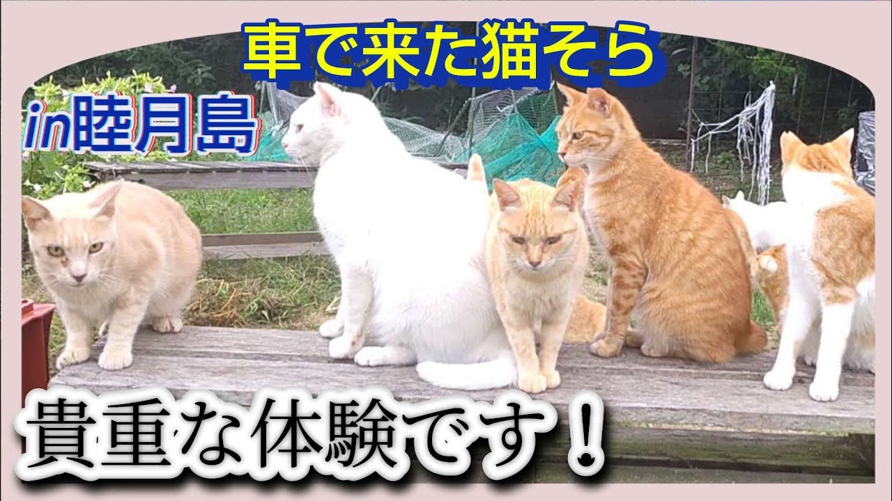 ねこ島】睦月島のフレンドリーな猫と貴重な体験ができました | 車で来