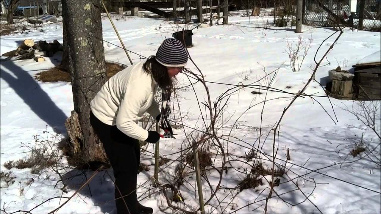 how to prune grapes with the Fourarm Kniffin system YouTube