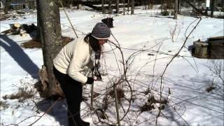 how to prune grapes with the Four-arm Kniffin system