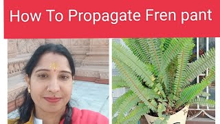 How To Propagate Fran Plant 😘|| How to multiply fern plant||