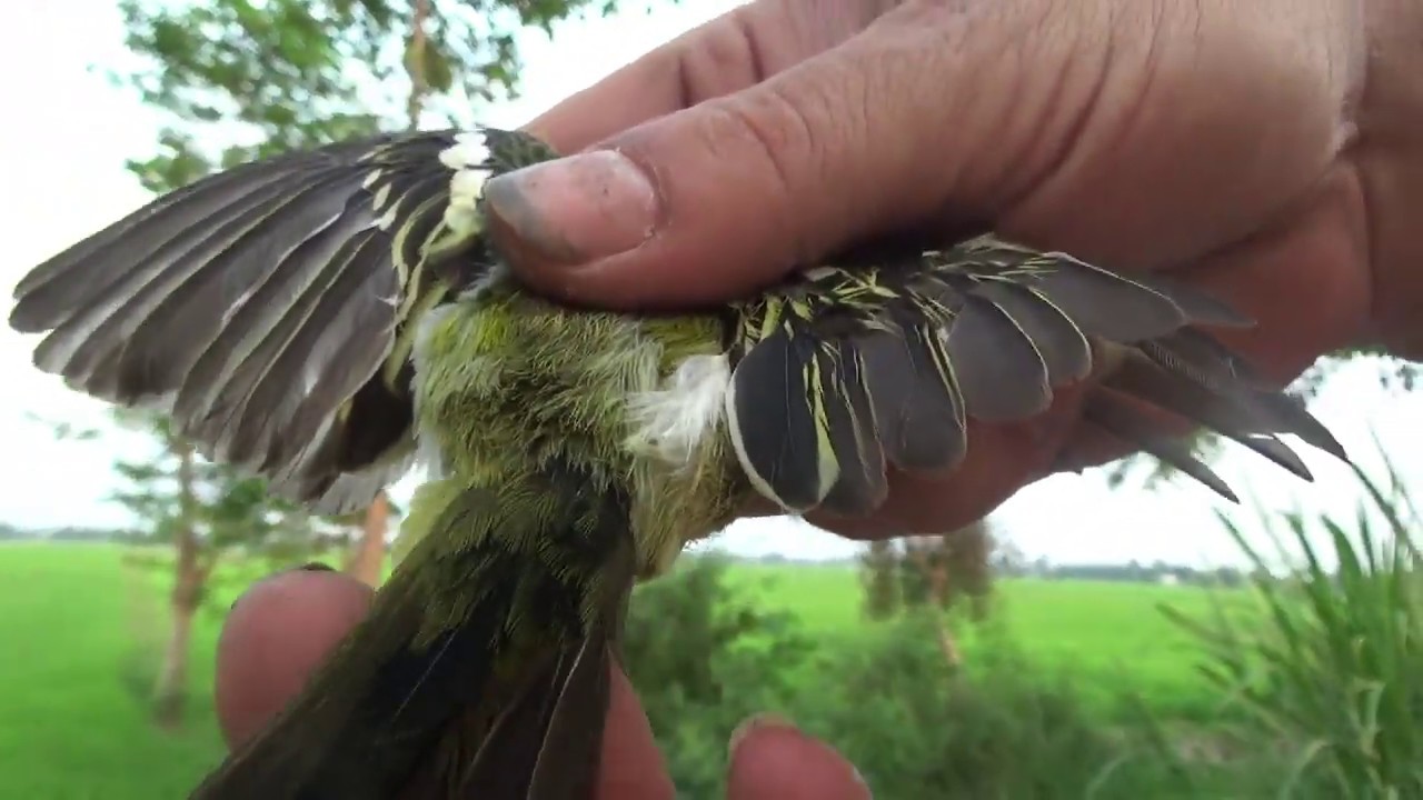 Bẫy chim huýt cô về nuôi không cần chim mồi