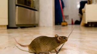 Brisbane Pest Management - Pest Control Company in Brisbane (Greenslopes QLD)