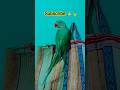 ऐसे भोले बनकर है बैठे जैसे कोई बात नहीं 🦜❤💚 #parrot #cute #viral #trending #shorts