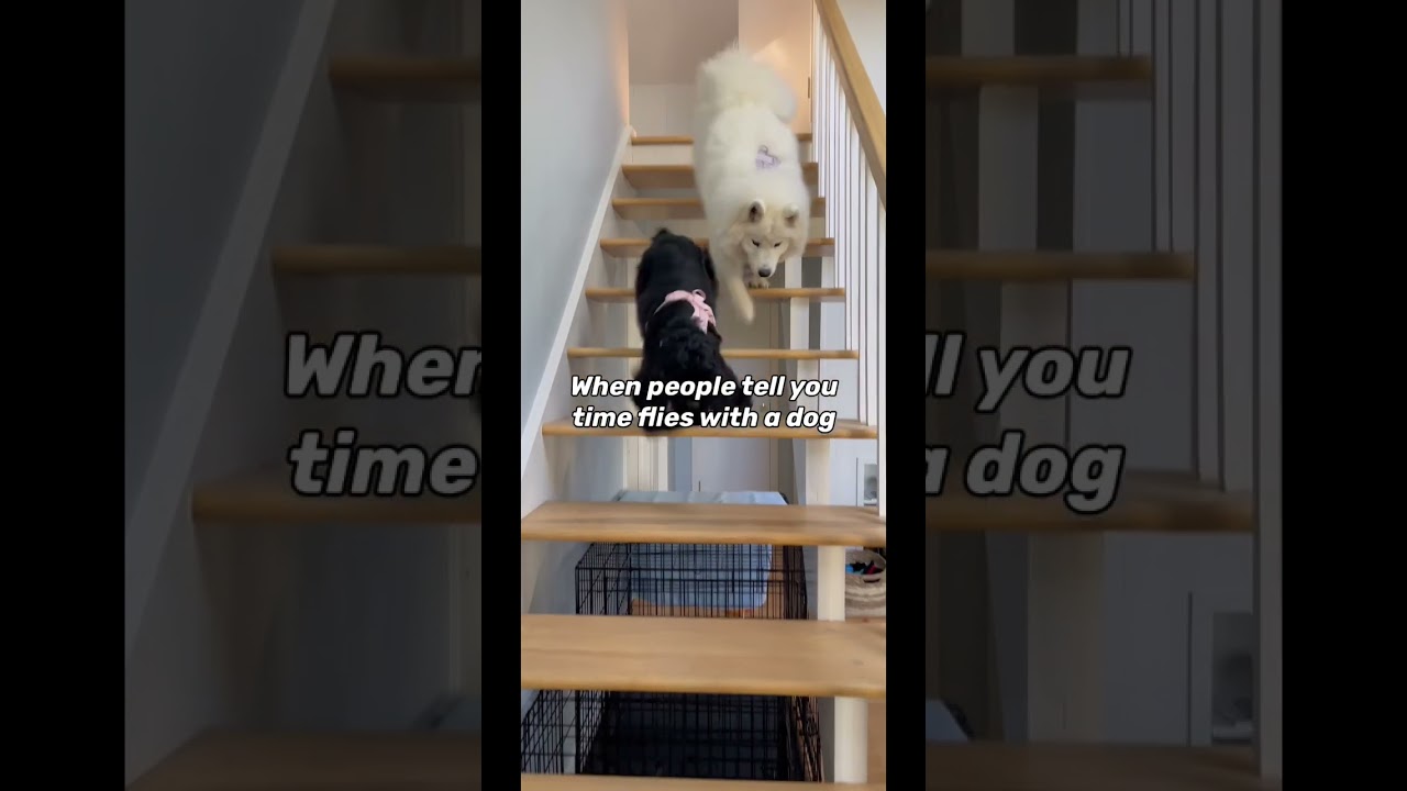 When people tell you time flies with a dog 🥹