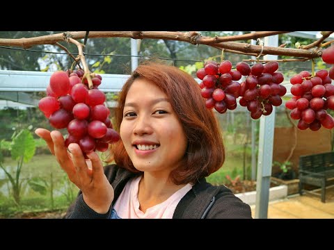 Video: Anggur Merah Dengan Buah