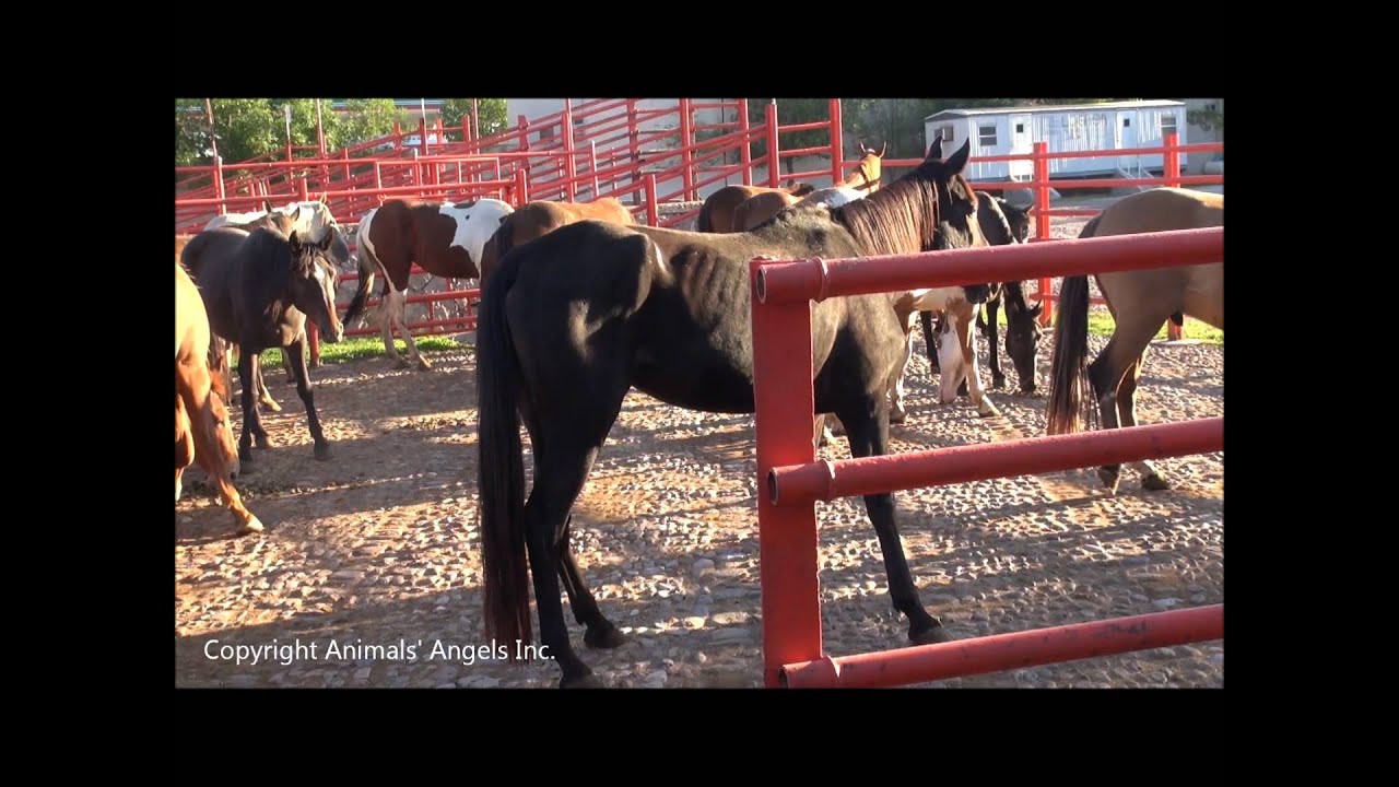 BLM horses unloading at Mexican slaughter plant YouTube
