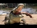 Lyle the Nile Crocodile Crunchin’ Ribs!