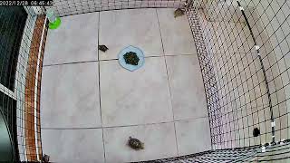 20221228 - Leopard Tortoise TH on CCTV