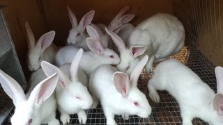 Разведение кроликов, отсадка крольчат