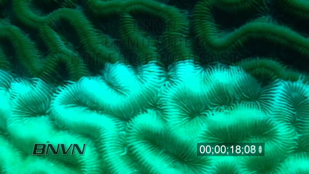 7/16/2010 Stock HD footage of Brain Coral Dying