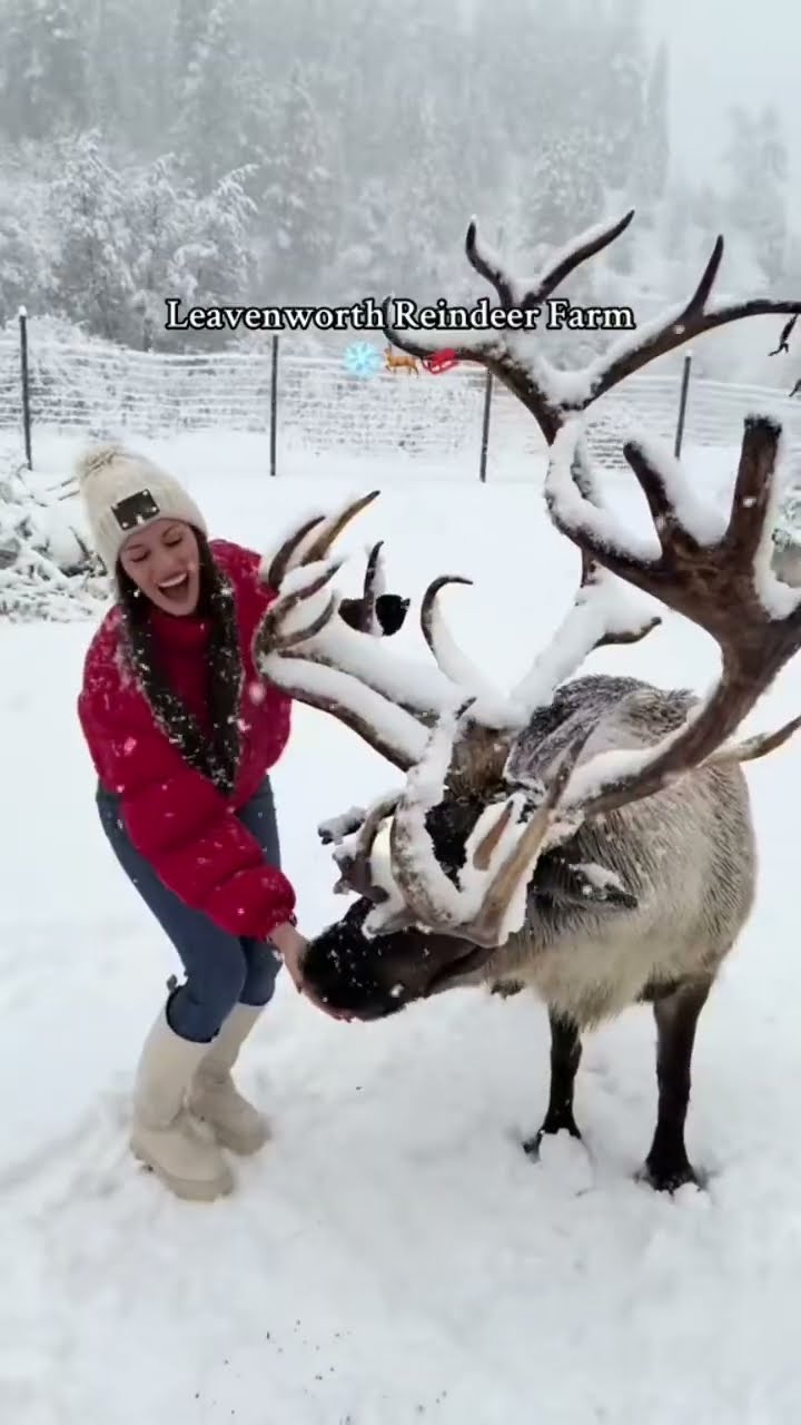 Reindeer spot they talk and vibing to prvnci on a Monday