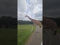 Let your unique features be your strengths just like the giraffes long neck amazing viral
