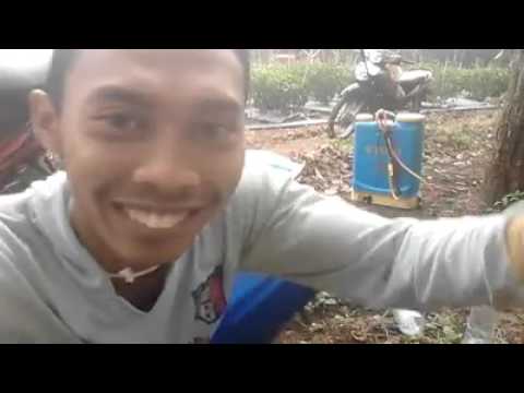 Cara mengatasi lalat buah cara alay gegana - YouTube