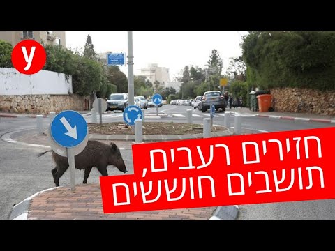 וִידֵאוֹ: איך לטפל בחזיר ים