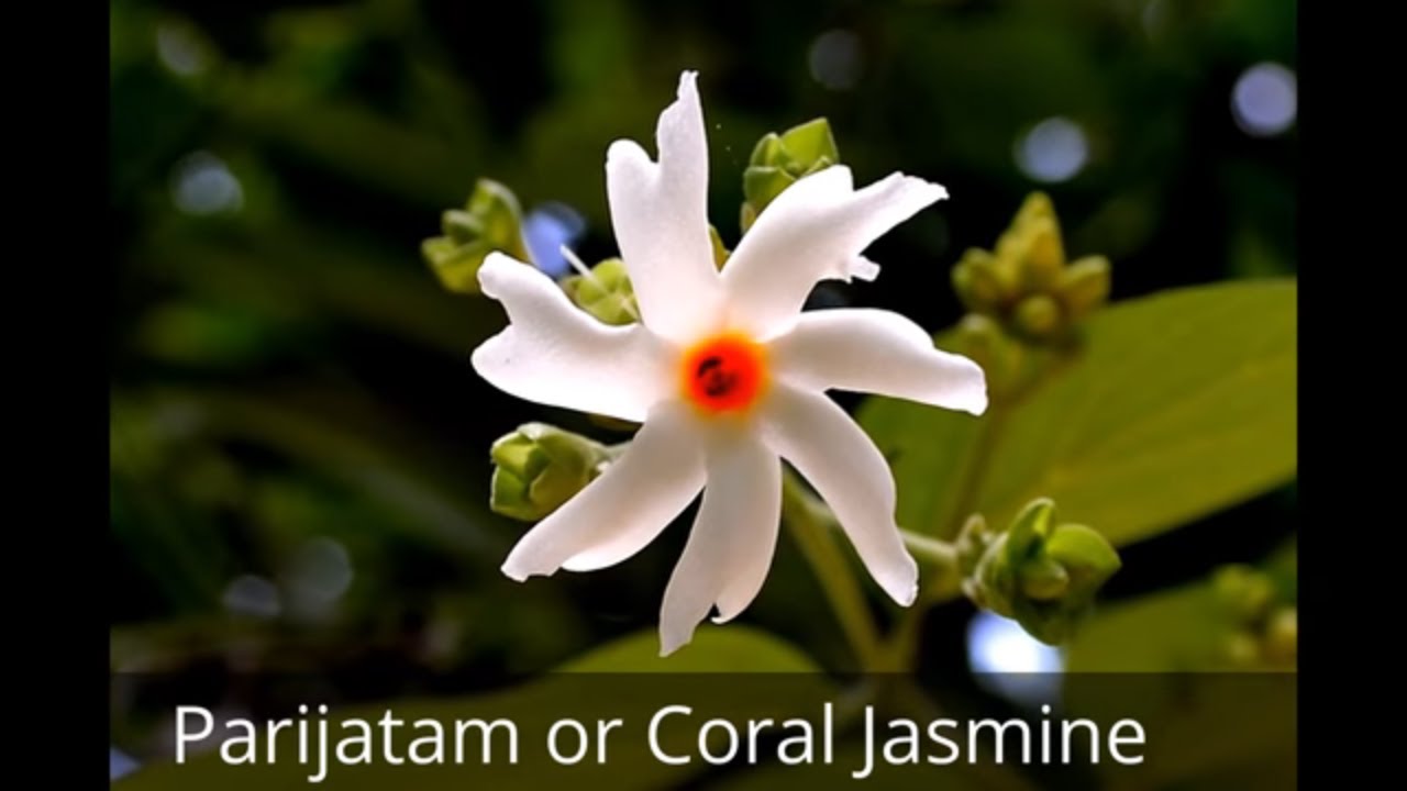 grow plants Flowers for summer Season those are Pretty Summer Flowers can fill your summer garden Part 1