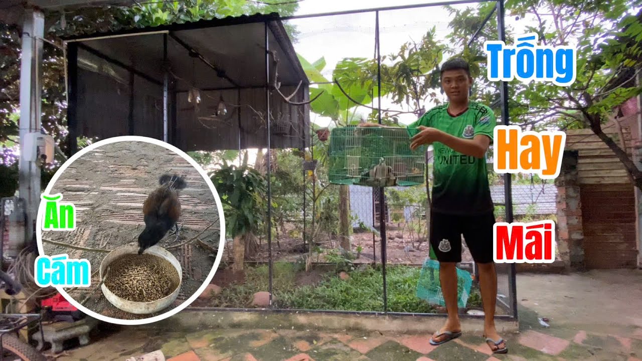 Cách Tập Cho Bìm Bịp Non Ăn Cám - Phân Biệt Chim Cu Trống Mái - Mình Nuôi Chim Gì Tặng | Vinh Dii TV