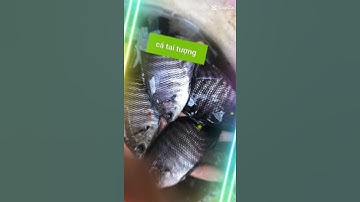 trại cá giống sơn phát Đăk Lăk cung cấp các loại cá giống nước ngọt LH e tv e 0372076731 gặp Mr Sơn