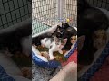 This idea is my last hope…🥺 #catrescue #SmallBusiness #usa #usatiktok #unitedstates #hellokitty