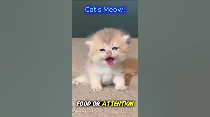 Watch the video about Why Cats Meow Only at Humans 🐱 | Funny Cat Facts 2025 #ViralCat #CatShorts2025 #YouTubeShorts